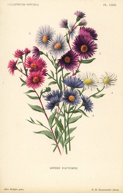 Aster otoñales: Aster novae angliae var. Constance, Aster novae angliae var. Ruber, Aster novae angliae var. Bowman, Aster amygdalinus y Aster novi belgii Robert Parker. Cromolitografía de Pieter de Pannemaeker a partir de una ilustración de Alice Rodigas  de Unbekannter Künstler