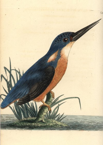 Martín pescador azul, Ceyx azureus (Martín pescador tridígito, Alcedo tribrachys). Ilustración dibujada y grabada por Richard Polydore Nodder. Grabado en cobre coloreado a mano de George Shaw y Frederick Nodder, The Naturalist