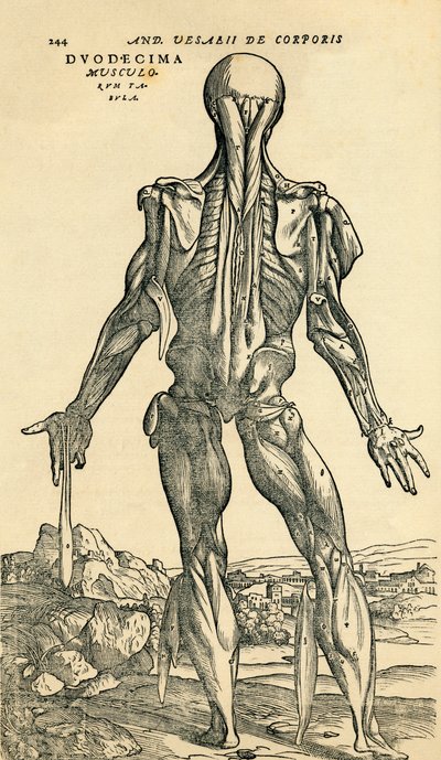 Espalda del cuerpo humano masculino, un estudio anatómico publicado originalmente en De Humani Corporis Fabrica Libri Septem por Andreas Vesalius, publicado en Basilea de Unknown