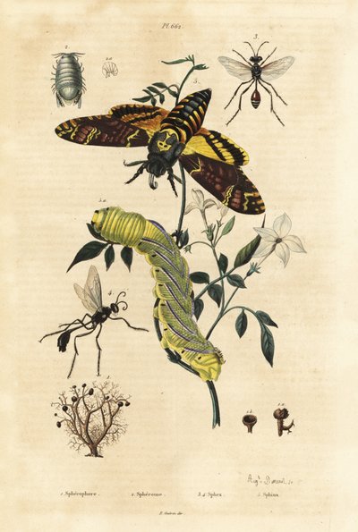 Liquen de bola, Sphaerophorus globulus 1, crustáceo Dynamene 2, avispas excavadoras, especies Sphex 3,4, y polilla de la cabeza de la muerte africana, Acherontia atropos, y oruga 5 de Unbekannt