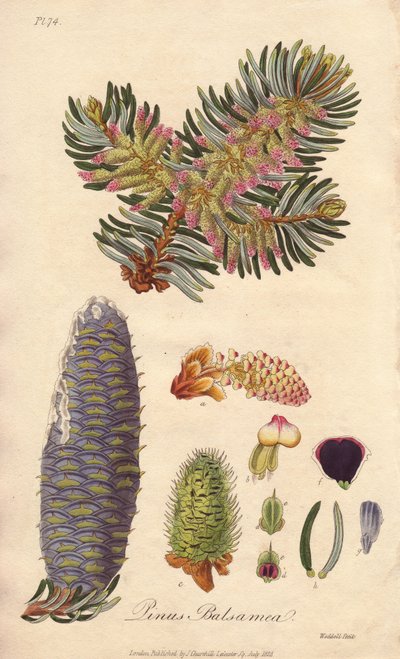 Abeto balsámico (Abies balsamea) - Agua fuerte de William Clarke para ilustrar "Medical Botanical, Description of the Medicinal Plants of London, Edinburgh and Dublin" de John Stephenson y James Morss Churchill, publicado en Londres por John Churchill en 1 de Unbekannter Künstler