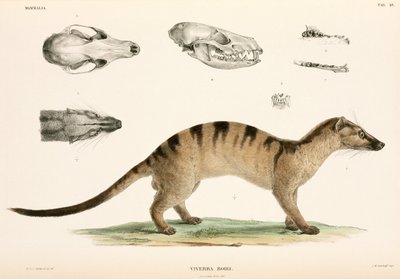Civeta de palma anillada, Indonesia de Unbekannter Künstler