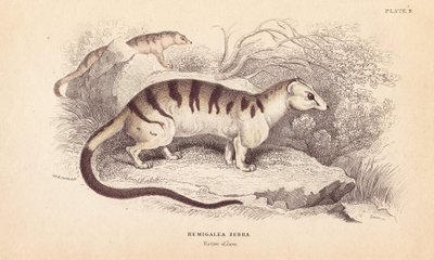 Civeta de las palmeras, Hemigalus derbyanus (Hemigalea zebra). Amenazada. Grabado en acero coloreado a mano por Lizars a partir de una ilustración de Charles Hamilton Smith de la William Jardine