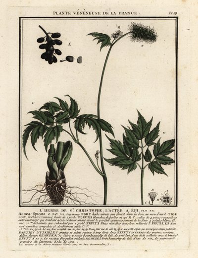 Baneberry, Actaea spicata. de Unbekannter Künstler