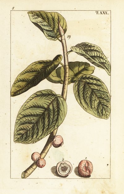 Rama de higuera con fruto, Ficus benghalensis. de Unbekannter Künstler