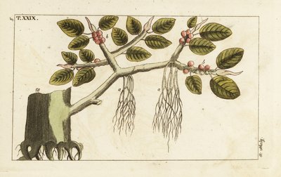 Higuera con raíces aéreas, Ficus benghalensis. de Unbekannter Künstler