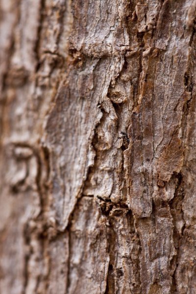 Corteza II (fotografía) de Unbekannter Künstler