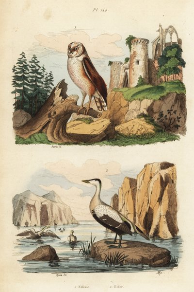 Lechuza común, Tyto alba, y eider común, Somateria mollissima de Unbekannt