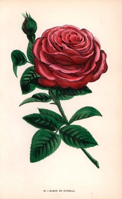 Rosa Baron de Gonella, variedad de la rosa Ile-Bourbon, criada por Monsieur Guillot padre en Lyon en 1859. Cromolitografía dibujada y litografiada al natural por F. Grobon a partir de "Les Roses" de Hippolyte Jamain y Eugene Forney, París, J. Rothschild. de Unbekannter Künstler
