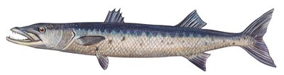 Barracuda - Gran barracuda (Sphyraena barracuda) de Unbekannter Künstler
