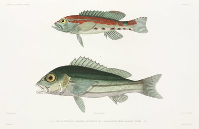 Lubina serrana barrada y pargo azul y dorado de Unbekannter Künstler