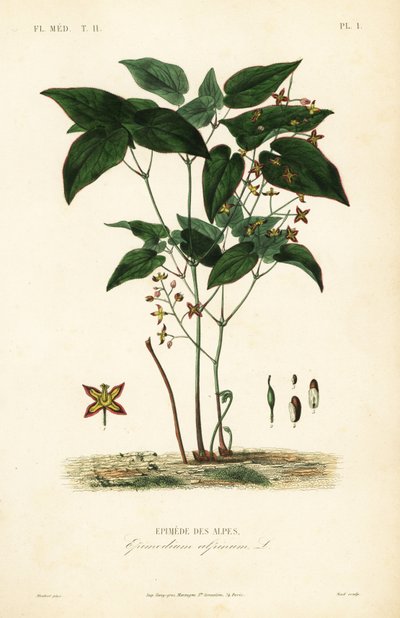 Hierba de los obispos, Epimedium alpinum de Unbekannt