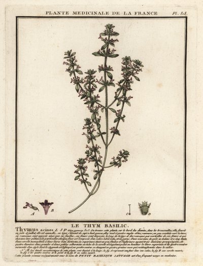 Tomillo de albahaca, Clinopodium acinos. de Unbekannter Künstler
