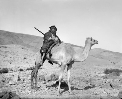 Beduino montando un camello, c.1936 (foto en blanco y negro) de Unbekannt