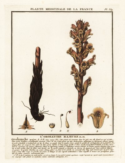 Paja de la cama; Orobanche caryophyllacea. de Unbekannter Künstler