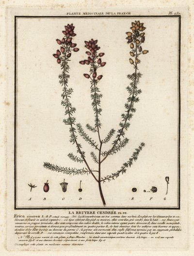 Brezo de campana, Erica cinerea. de Unbekannter Künstler
