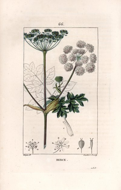 Berce ou charavie - Grabado de Lambert fils, a partir de un dibujo de Pierre Jean Francois Turpin (1775-1840), de La flore medicale, de Chaumeton, Poiret et Chamberet, París 1830 - Hierba de las vacas, Heracleum sphondylium - Grabado de Lambert J de Unbekannter Künstler