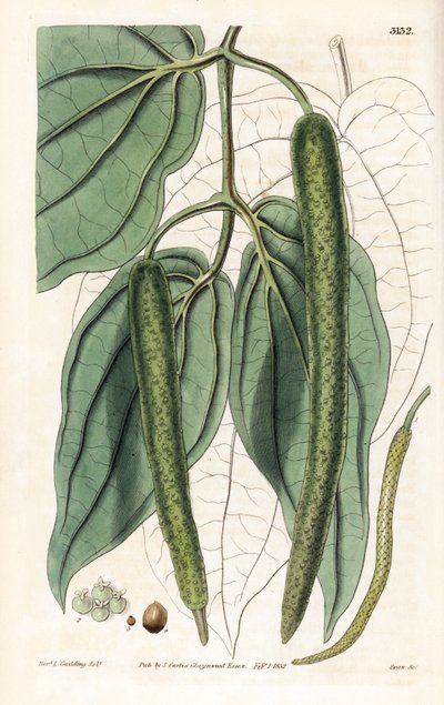 Betel - Pimienta de betel, Piper betle. Grabado en cobre coloreado a mano por Swan a partir de una ilustración de Rev. L. Goulding del "Botanical Magazine" de Samuel Curtis, Londres. de Unbekannter Künstler