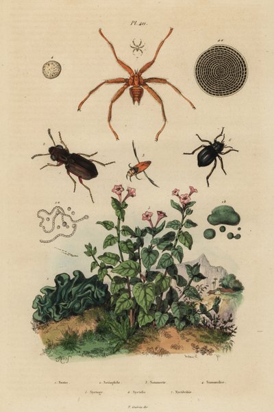 Escarabajo de ojos grandes, Notiophilus biguttatus, nadador de espalda, especies de Nononecta, fósil de nummulite, escarabajo oscuro, especies de Nyctelia, mosca de murciélago, especies de Nycteribia de Unbekannt