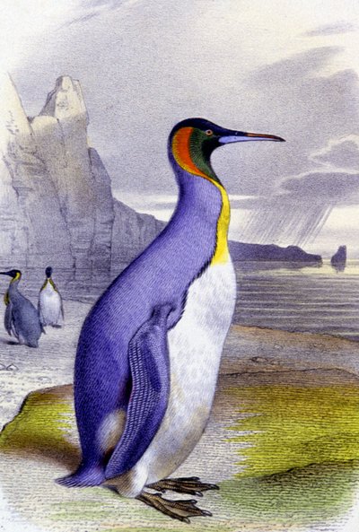 Gran pingüino, c.1850 (litografía) de Unbekannter Künstler