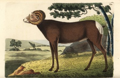Borrego cimarrón u oveja canadiense. Ovis canadensis. Ilustración dibujada y grabada por Richard Polydore Nodder. Grabado en cobre coloreado a mano de George Shaw y Frederick Nodder, The Naturalist