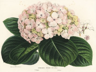 Hortensia de hoja grande, Hydrangea macrophylla (Hydrangea otaksa). Litografía coloreada a mano de la obra de Louis van Houtte y Charles Lemaire Flores de los jardines e invernaderos de Europa, Flore des Serres et des Jardins de l
