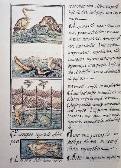Caza de aves del lago, página del Códice Florentino, versión bilingüe en español y náhuatl, Historia General de las Cosas de la Nueva España, por el misionero español Fray Bernardino de Sahagún (1499-1590). Civilización azteca de Benjamin Baud