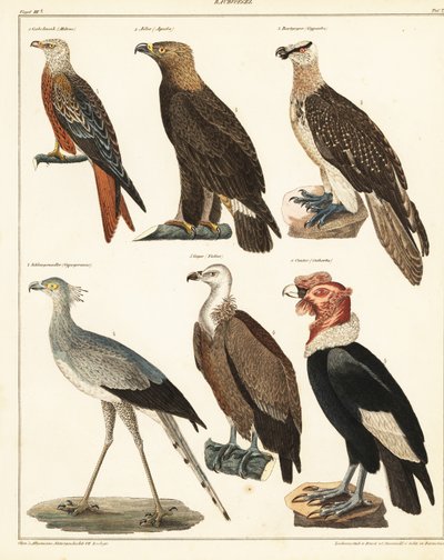 Aves de presa, 1841 (litografía) de Unbekannter Künstler