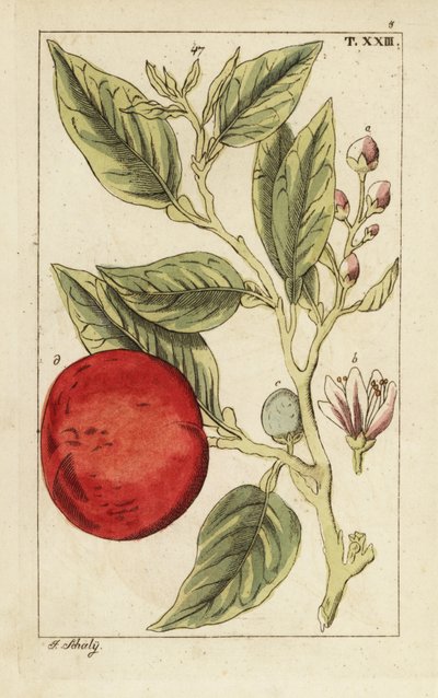 Naranja amarga o sevillana, Citrus x aurantium. de Unbekannter Künstler