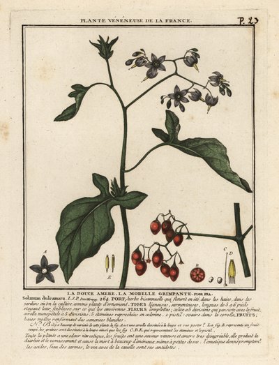 Solanum dulcamara, la belladona. de Unbekannter Künstler