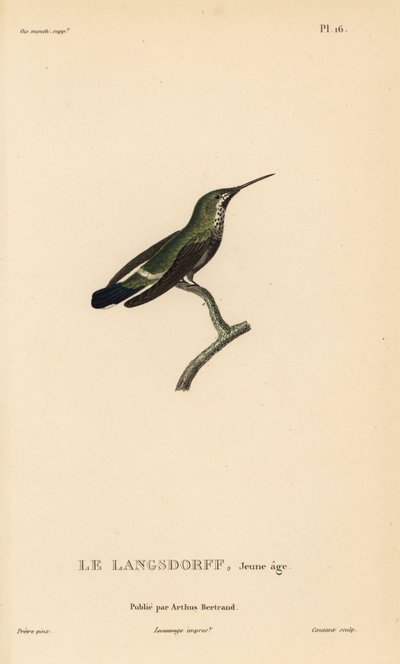 Cola de espina negra, Discosura langsdorffi (Ornismya langsdorfii). Inmaduro. Grabado en acero coloreado a mano por Coutant a partir de una ilustración de Jean-Gabriel Pretre de la obra de René Primevere Lesson Natural History of the Colibri Genus of Hummi de Unbekannter Künstler