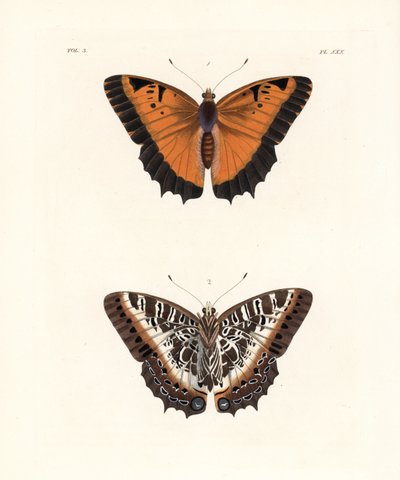 Charaxes de borde negro, Charaxes pollux, cara superior 1, cara inferior 2. Litografía coloreada a mano de la nueva edición de John O. Westwood de "Illustrations of Exotic Entomology" de Dru Drury, Bohn, Londres. de Unbekannter Künstler