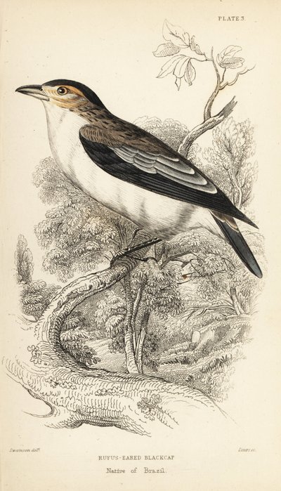 Tityra coroninegra, Tityra inquisitor (Rufos-eared black-cap, Psaris erythrogenys). Grabado en acero coloreado a mano por William Lizars a partir de una ilustración de William Swainson de la Naturalist