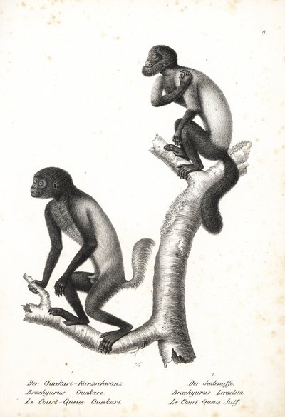 Uakari de cabeza negra, Cacajao melanocephalus ouakary (Brachyurus ouakari) y saki barbudo de dorso marrón, Chiropotes israelita (Brachyurus israelita). Litografía de Karl Joseph Brodtmann de la Historia natural ilustrada de los animales de Heinrich Rudolf de Unbekannter Künstler