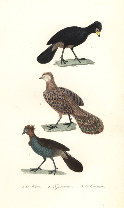 Paujil negro, pavo real gris y chachalaca. de Unbekannter Künstler