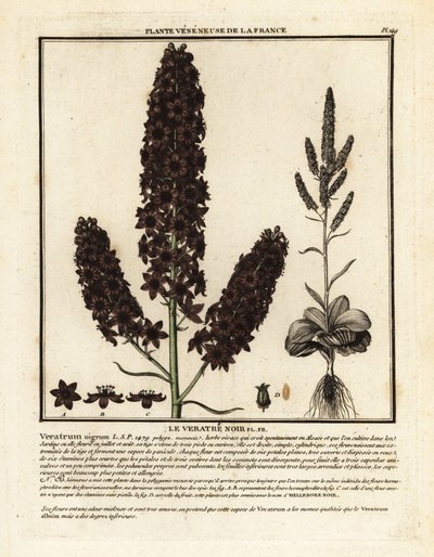 Falso eléboro negro, Veratrum nigrum. de Unbekannter Künstler