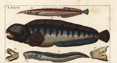 Pez de aleta negra - Pez de Creta Siam (o Petite Masta, anguila Ocellee, trompeta o anguila espinosa) - Pez lobo - MacroSnake blenny, Ophidion barbatum 73, anguila espinosa menor, Macrognathus aculeatus 74, pez lobo, Anarhichas lupus 75, y su mandíbula y d de Unbekannter Künstler