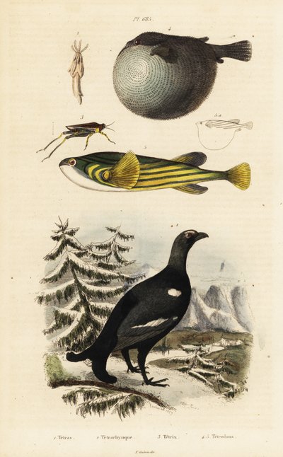 Urogallo negro, pez globo y saltamontes. de Unbekannter Künstler