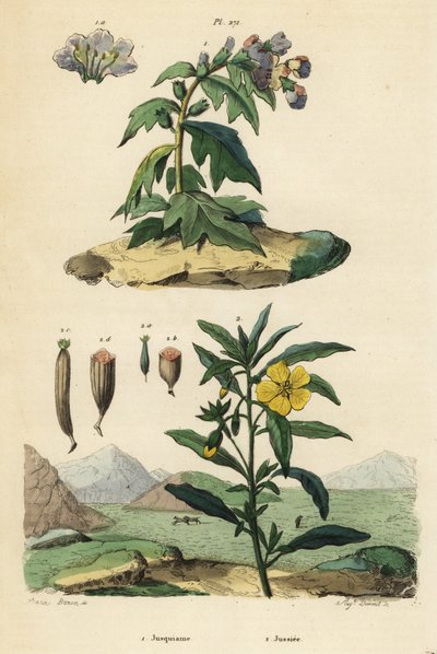 Beleño negro, Hyoscyamus niger 1, y onagra peruana, Ludwigia peruviana 2 de Unbekannt