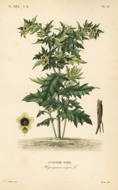 Beleño negro o sombra apestosa, Hyoscyamus niger, Jusquiame noire de Unbekannt