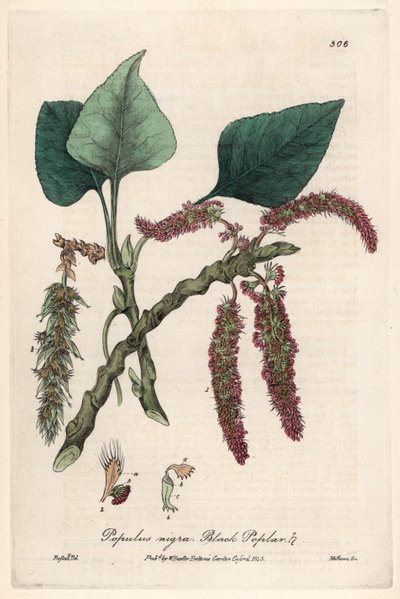 Álamo negro o franco, liard o piboule (Populus nigra) - Lámina botánica de Isaac Russell, grabada por Charles Matthews, tomada de "English Botanical Phenomenes" de William Baxter (1788-1871). de Unbekannter Künstler