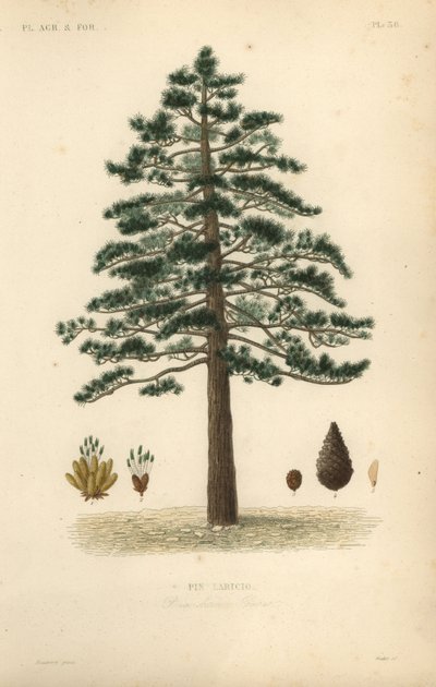 Pino negro o pino austriaco, Pinus nigra subsp. de Unbekannt