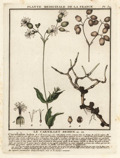 Campión de vejiga, Silene vulgaris. de Unbekannter Künstler