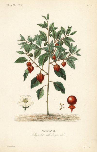 Farol chino, Physalis alkekengi de Unbekannt