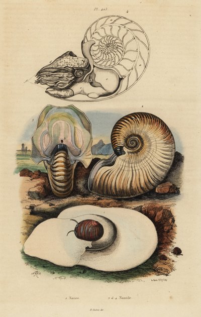 Caracol luna vejiga, Neverita didyma, nautilus costroso, Nonion umbilicatulum, y nautilus con cámara, Nautilus pompilius de Unbekannt