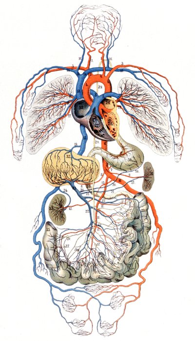 Circulación sanguínea, c. 1880 (impresión) de Unbekannter Künstler