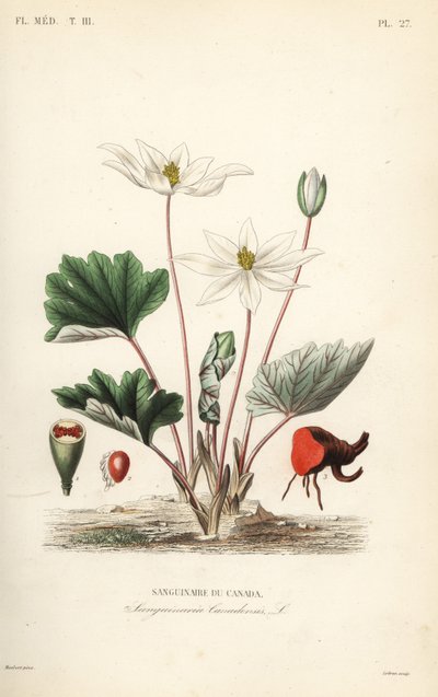 Sanguinaria, Sanguinaria canadensis de Unbekannt