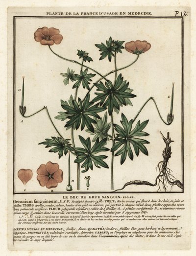 Pico de grulla sangriento, Geranium sanguineum. de Unbekannter Künstler