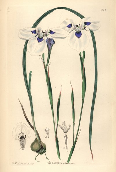 Uintjie de ojos azules o Blouooguintjie, Moraea aristata (Ocellate viesseuxia, Vieusseuxia glaucopis). Plancha de cobre coloreada a mano dibujada y grabada por Frederick W. Smith a partir de John Lindley and Robert Sweet