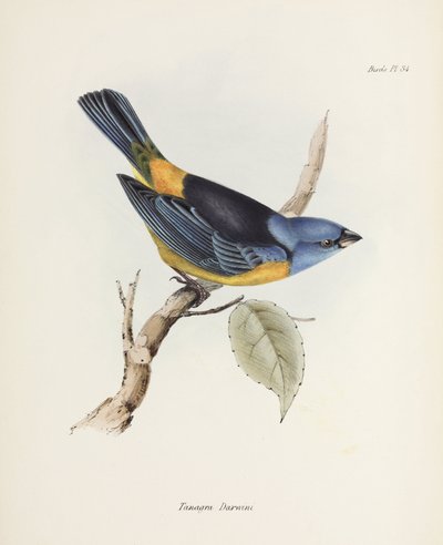 Tangara azul y amarilla, América del Sur, c 1832-1836 de Unbekannter Künstler